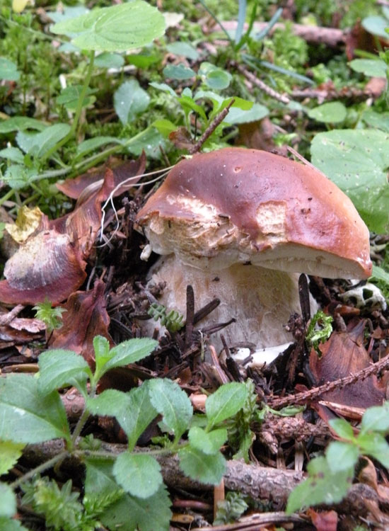 Tutti Boletus edulis?